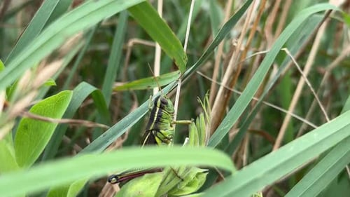 Green Grasshopper Climbs From Blade to Blade of Grass