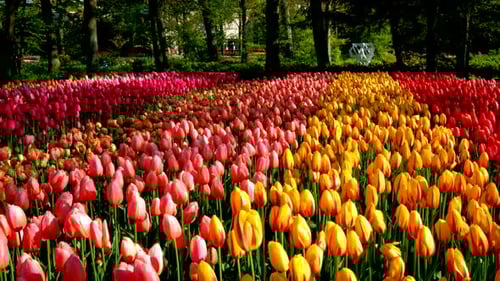 Blooming Tulips in Flower Garden Lisse the Netherlands
