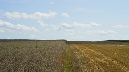A Mowed Field and a Wheat Field Combine Under the Blue Sky