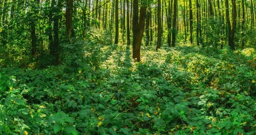 Autumn Forest Floor Bathed in Golden Light