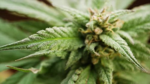 Nahaufnahme eines mit Tau übersäten Cannabisblattes, das seine detaillierte Oberfläche und natürliche Vitalität hervorhebt.
