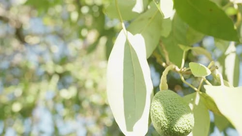 A solitary avocado fruit hanging from a tree branch, illuminated by the sun's rays. Close-up.