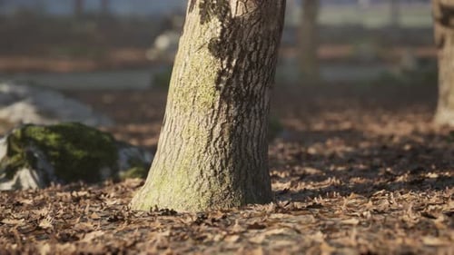A Close Up View of a Tree Trunk Surrounded By Fallen Leaves in a Serene Park