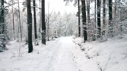 Walk along the winter snow-covered road in the forest between the trees during the day in frosty wea