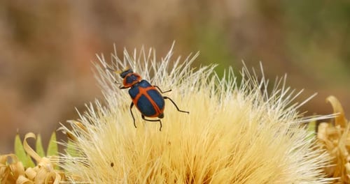 Macro video of a red and black beetle on a thistle flower.