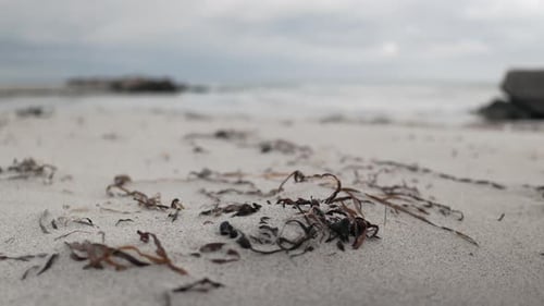 Dry seaweeds on sandy beach moving in wind, overcast and windy day