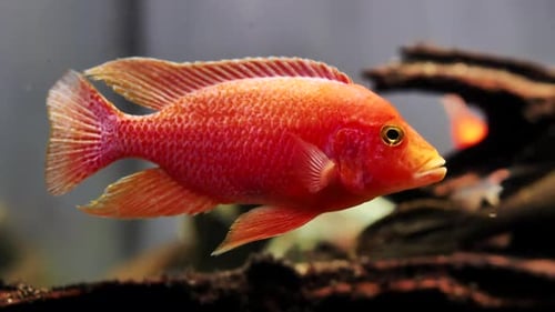 Red Fish Swimming in a Home Aquarium with Dark Seabed and Blurred Background