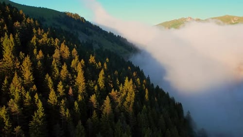 Very Foggy Forest Top View