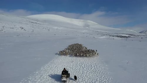 Aerial view of reindeer herd on snow, Russia.