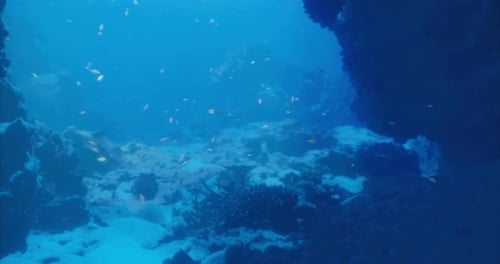 Farbenfrohe Fische schwimmen zwischen Korallenriffen in lebendiger Unterwasserlandschaft