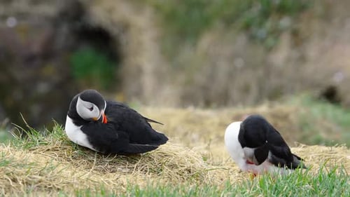 Atlantic Puffin on Cliff Top in Iceland Cute Bird in Wildlife Animal on the Ocean Coast