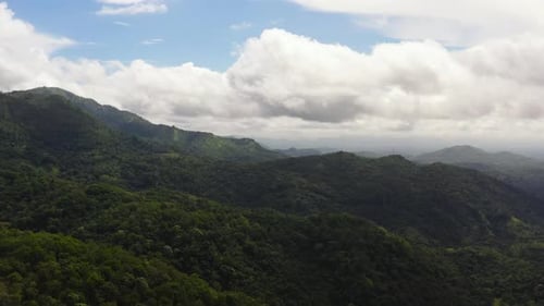 Green Rainforest and Jungle in the Mountains