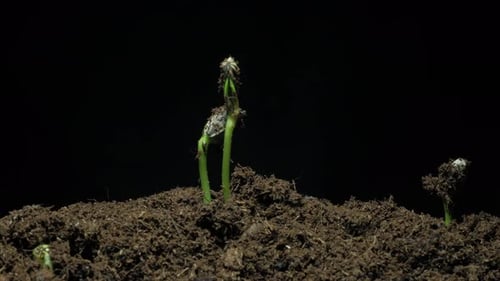 Seed Sprouts Growing From Soil Against Black Background