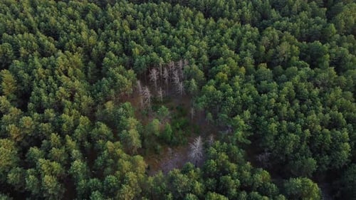 Top down view of green forest, woodland aerial shot. Drone fly over pine trees and green treetops.