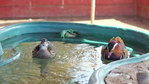 Mandarinenten schwimmen in einem kleinen Steintierbecken im Schatten