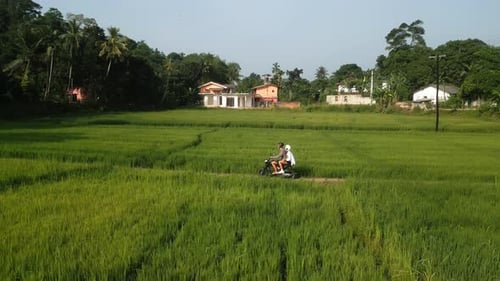 Aerial of Couple Ride on Motorbike in Rice Field Plantation Drone Shot of Man Woman Driving