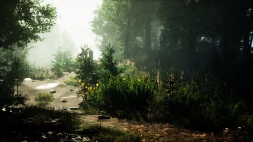 Mystical Forest with Fog and Shining Behind Trees