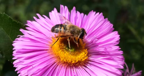A bee on pink chrysanthemum. Summer macro shooting.