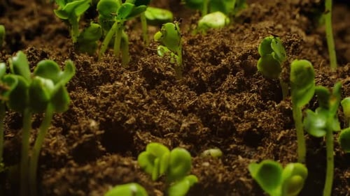 Seedlings Sprout in Time Lapse Video