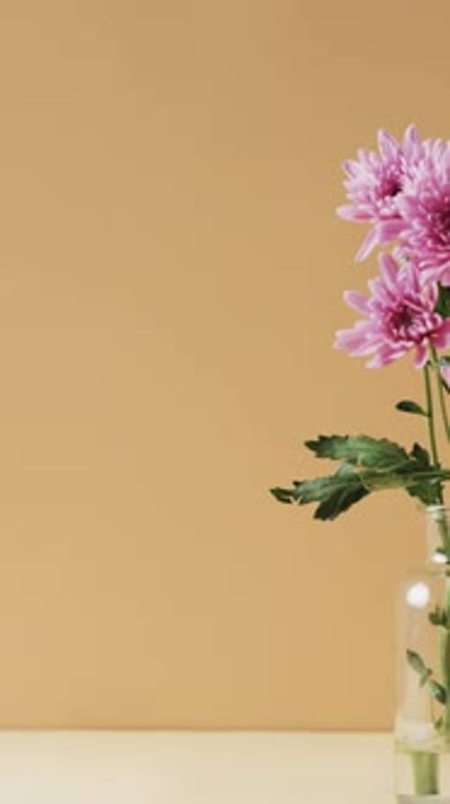 Pink Chrysanthemums in Glass Vase on Beige Backdrop