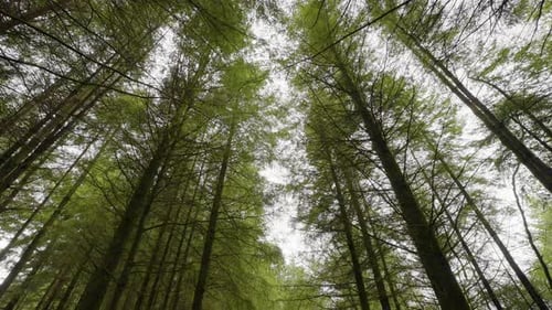 Tall forest trees along a quiet peaceful woodland walk