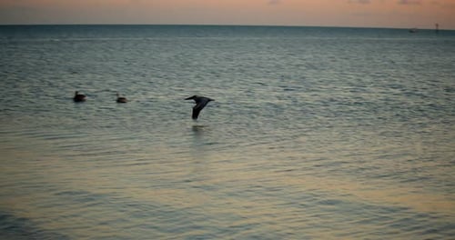Stork, Bird Flying Over Ocean at Sunset,