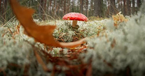 Vibrant Mushroom Growing in the Forest