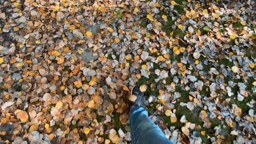 Walk On Leaves