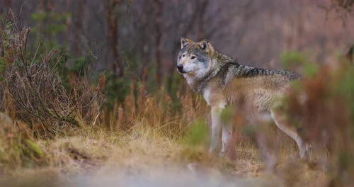 Wild Male Wolf Standing Between Bushes in the Forest