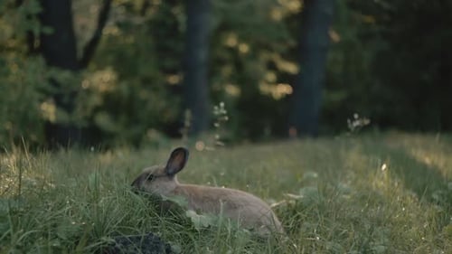 Rabbit Eating Grass in Green Meadow Setting