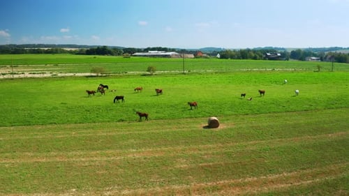 Mehrfarbige Pferde streifen und grasen auf frischem Gras auf der Wiese