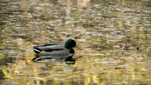 Male Mallard Duck Floating In The Pond At Oliwski Park In Poland. - static