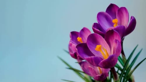 Flower Blooming, Flowers Bloom