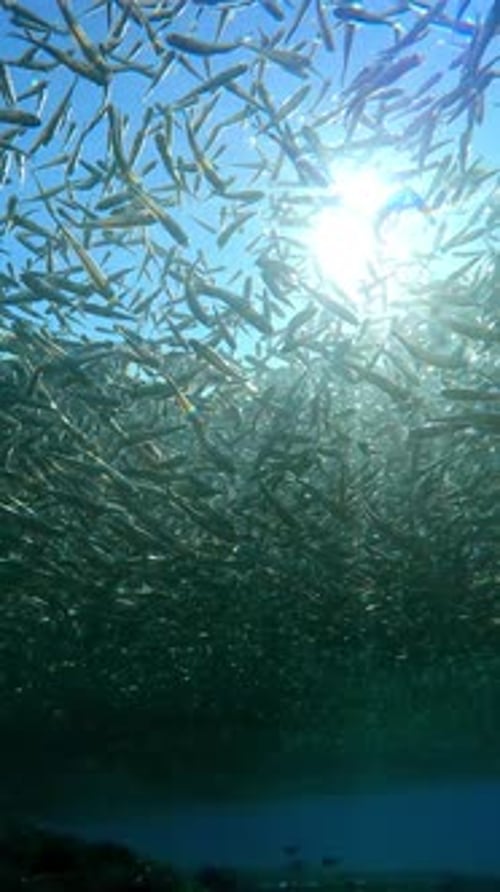 Huge shoal of Silversides Atherina hung like large grey cloud over shallow water near shore, backlit
