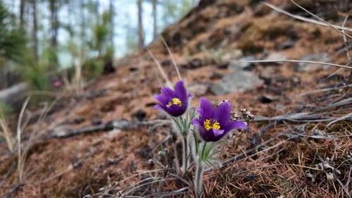 Purple Flowers on Rocky Hillside