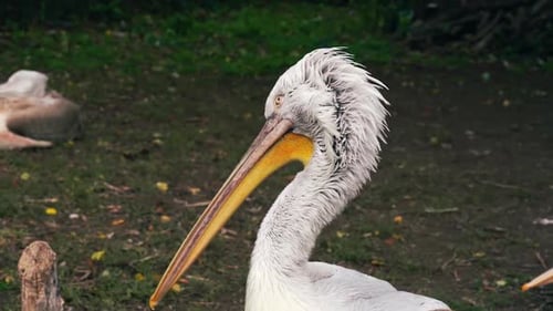 Pelican portrait in a nature