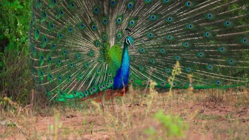 Peacock Displays Vibrant Plumage in Tropical Setting