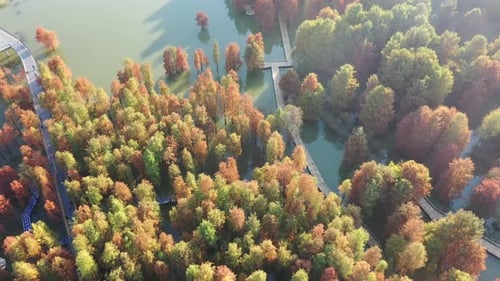 Autumn forest