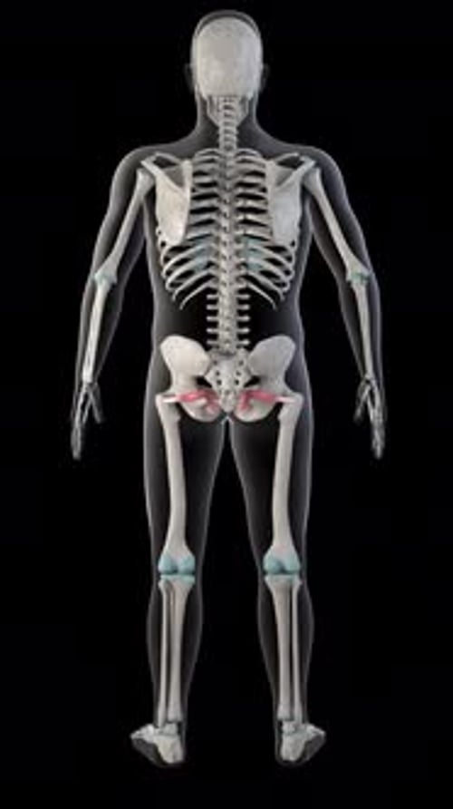Obturator Internus Muscles On Whole Human Body Vetical Video