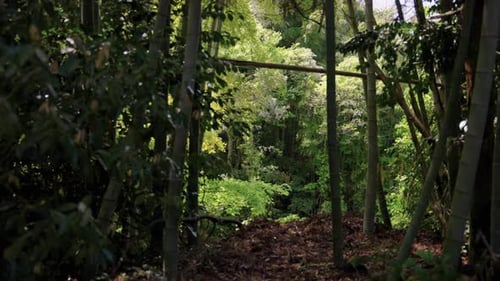 Bamboo Forest, Peaceful Asian Forest Scene