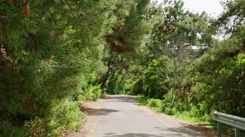 Woman Rides Bike in Coniferous Forest Healthy Lifestyle Activity Solo Outdoor Adventure on Forest