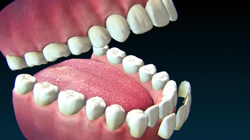3D Animation of Human Jaw Opening and Closing