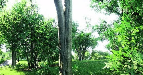 Sunlight Filtering Through Lush Green Trees in Serene Forest Setting