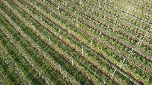 Flying over fruit garden