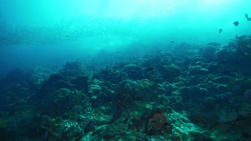 Diver Explores Ocean Floor with Coral Reefs and Fishes