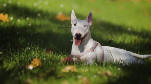 Entzückender weißer Miniatur-Bullterrier, der friedlich auf einem üppigen grünen Rasen ruht