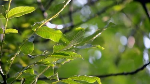 Rain Heavy Rain Heavy Rain Dripping on Big Green Leaves on Sunny Day Drops