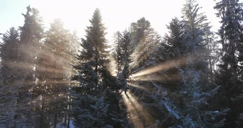 Wald, Winter, Wunderland, Natur, Landschaft
