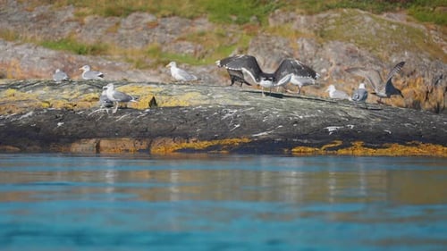 A flock of seagulls and a cormorant perched on the rocky shore. More birds fly in and land.