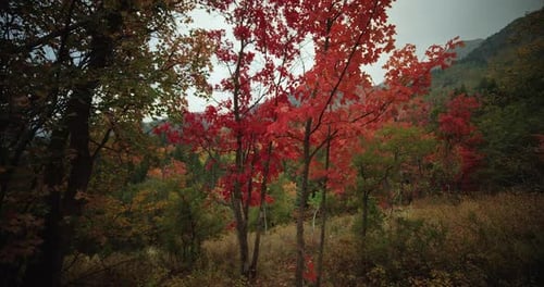 Arbres d'automne lumineux le long de la boucle alpine
